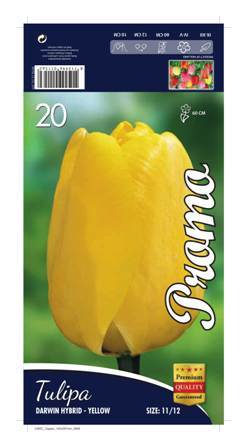 Лале Darwin Hybrid Yellow 1 оп (25 луковици)
